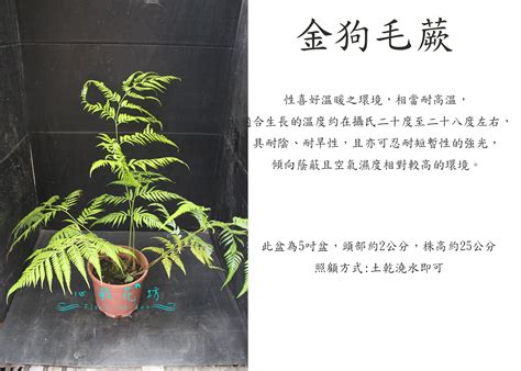 金狗毛風水|室內植物怎麼挑？金狗毛、龜背芋等5 種常見植栽推薦與照顧方式。